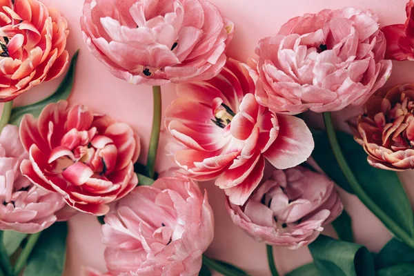 Beautiful tulips flat lay on pink background. Stylish floral composition. Happy Valentines day and happy mother\'s day. Tender pink and red flowers wallpaper