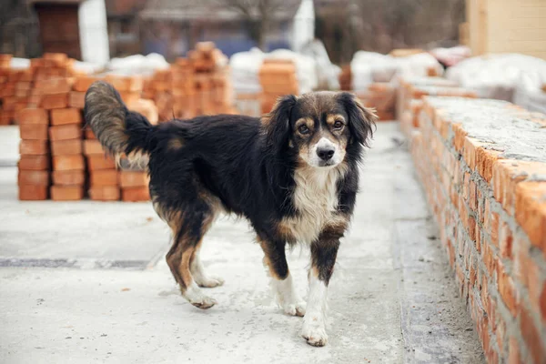 Cute Fluffy Dog Walking Bricks Concrete Foundation Process House Building — Stock Photo, Image