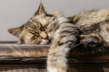 Güneşli odada, ahşap bankta uyuyan sevimli kedi. Tatlı tatlı tekir kedinin dinlenen ve uyuyan portresi. Huzur ve barış kavramı. Maine Rakun Evcil Hayvanı. Hayvan afişi
