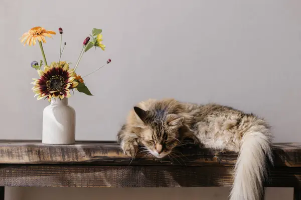 Şirin Tekir Kedi Vazoda Yaz Çiçekleriyle Ahşap Bankta Uyuyor Sevimli — Stok fotoğraf