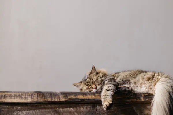 可爱的胖猫睡在木制长椅上 可爱的猫在阳光充足的房间里休息 宁静与和平的概念 宠物在家里 动物横幅 复制空间 — 图库照片