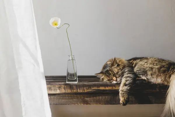 Cute Tabby Kot Śpi Drewnianej Ławce Kwiatem Wazonie Zasłony Lniane — Zdjęcie stockowe