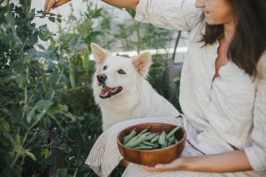 Kadın ve sevimli köpeği, Stan Bezelyeleri bahçıvanlık yatağından topluyor. Kentsel organik bahçede evcil hayvanla sebze toplamak. Homestead yaşam tarzı