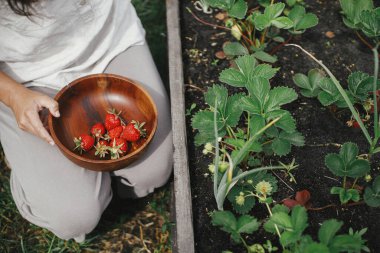 Bahçe yatağından organik çilek topluyorum. Homestead yaşam tarzı. Halk bahçesinden toplanan böğürtlenleri ahşap kasede topluyorlar.