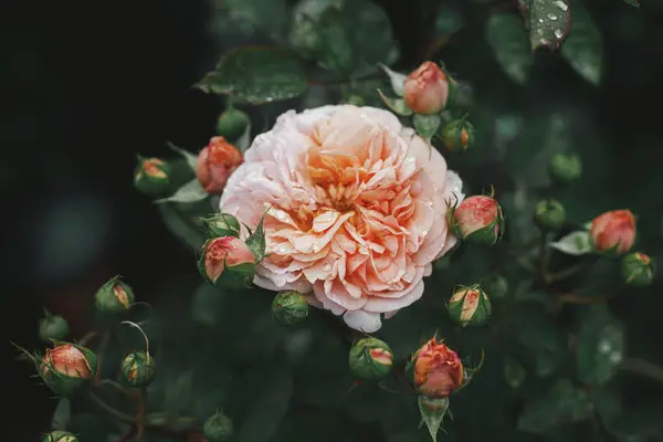 Indah Mawar Mekar Inggris Kebun Pondok Tutup Bunga Mawar Inggris — Stok Foto