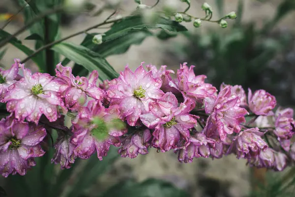 Delphinium Blooming English Cottage Garden Close Purple Delphinium Flowers Water — Stock Photo, Image