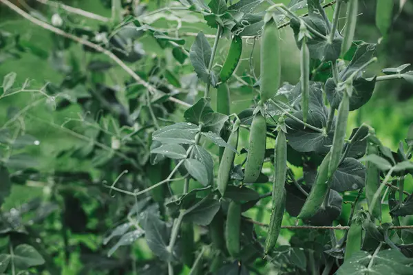 Snap Kacang Polong Memanjat Teralis Kebun Mengangkat Tempat Tidur Dekat — Stok Foto