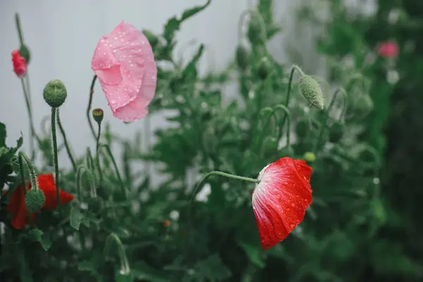 Indah Bunga Poppy Mekar Inggris Kebun Pondok Tutup Bunga Poppy — Stok Foto
