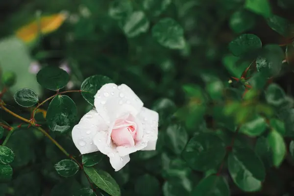 Indah Mawar Mekar Inggris Kebun Pondok Tutup Bunga Mawar Merah — Stok Foto