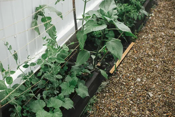 Snap Kacang Polong Dan Mentimun Kebun Dibesarkan Dekat Menanam Sayuran — Stok Foto