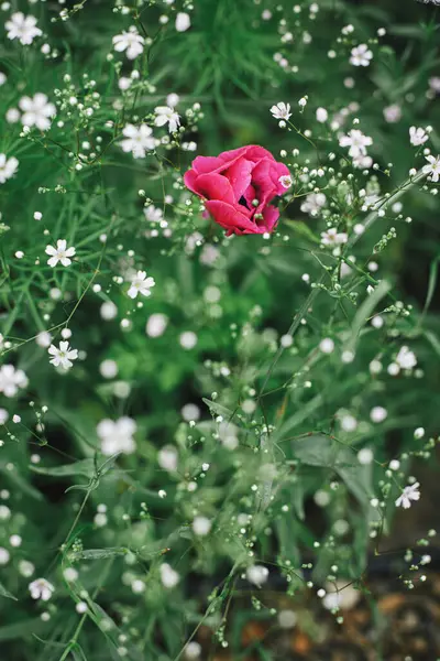 Beautiful Anemone Gypsophila Blooming English Cottage Garden Close Pink Anemone — Stock Photo, Image