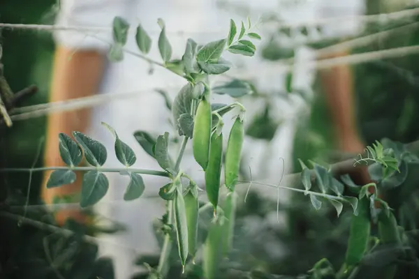 Snap Kacang Polong Pada Teralis Kebun Dibesarkan Tidur Dekat Menanam — Stok Foto