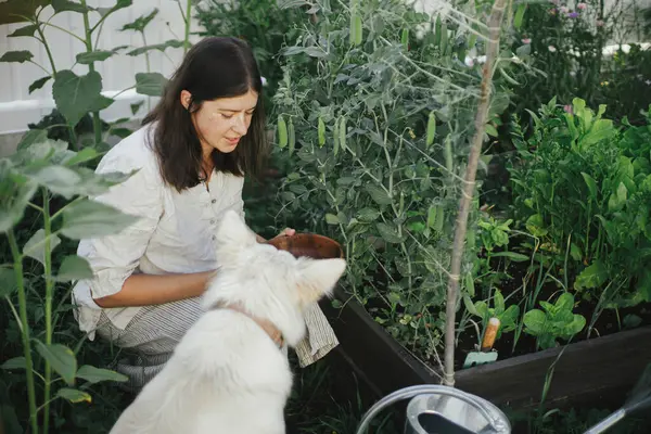 Woman and her cute dog together picking stan peas from raised garden bed. Gathering vegetables with pet in urban organic garden. Homestead lifestyle
