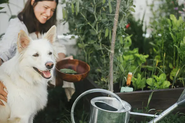 女性と彼女のかわいい犬は一緒に育てられた庭のベッドからスタンピースを拾います 都市の有機庭園でペットと野菜を集める ホームステッドライフスタイル — ストック写真
