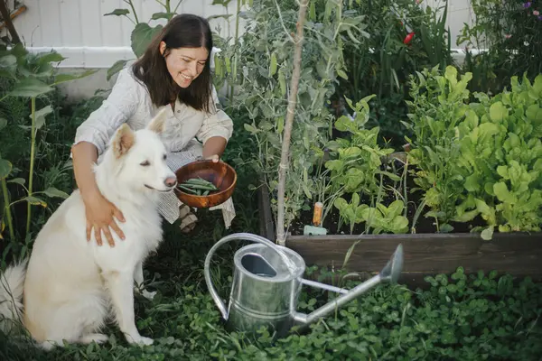 女性と彼女のかわいい犬は一緒に育てられた庭のベッドからスタンピースを拾います 都市の有機庭園でペットと野菜を集める ホームステッドライフスタイル — ストック写真
