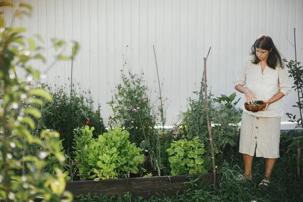 育てられた庭のベッドからスタンピースを拾う女性 都市有機庭園で野菜を集める ホームステッドライフスタイル — ストック写真