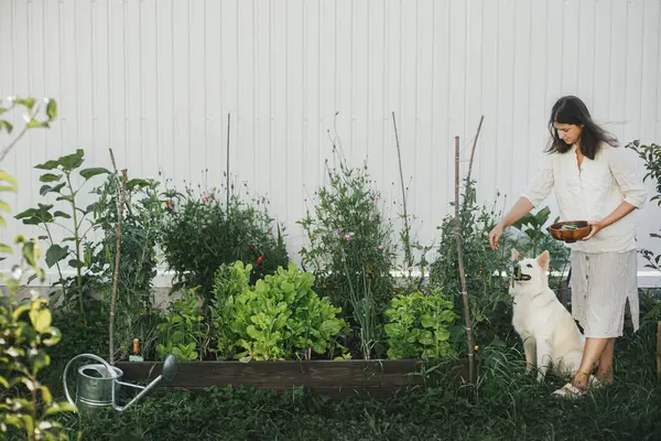 Woman picking snap peas from raised garden bed and cute white dog helping her. Homestead lifestyle. Gathering homegrown vegetables in garden together with pet