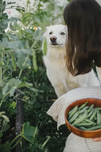 Woman picking snap peas from raised garden bed and cute white dog helping her. Homestead lifestyle. Gathering homegrown vegetables in garden together with pet