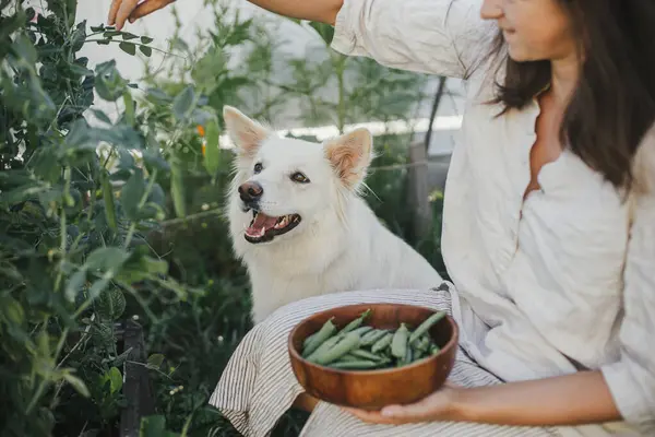 Woman and her cute dog together picking stan peas from raised garden bed. Gathering vegetables with pet in urban organic garden. Homestead lifestyle