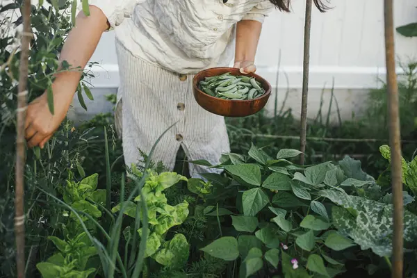 Woman picking stan peas from raised garden bed close up. Gathering vegetables in urban organic garden. Homestead lifestyle