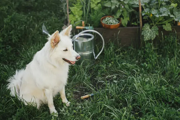 Cute dog sitting at raised garden bed. Growing vegetables in urban organic garden. Homestead lifestyle. Adorable white danish spitz dog in garden