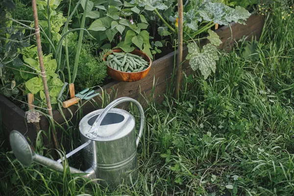 Lebensstil Auf Dem Bauernhof Gießkanne Und Hochbeet Mit Salat Mangold — Stockfoto
