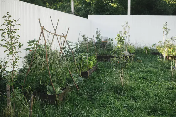 Şehir organik bahçesinde sebze ve yeşillik yetiştirilmiş bahçe yatakları. Homestead yaşam tarzı