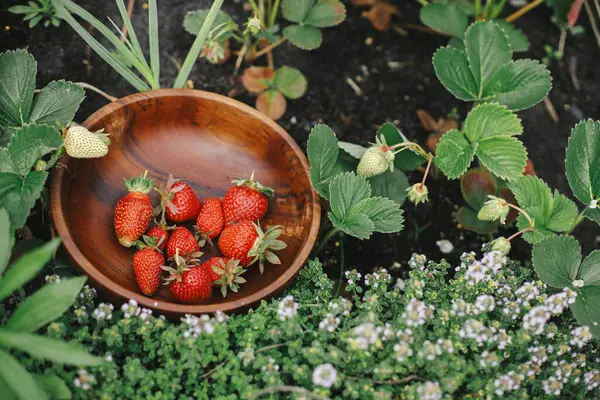 Stroberi Dalam Mangkuk Kayu Kebun Yang Ditinggikan Menutup Tempat Tidur — Stok Foto