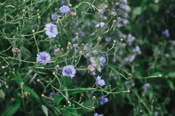 Gyönyörű Búzavirág Virágzik Angol Ház Kertben Közelről Kék Búzavirág Virág Jogdíjmentes Stock Képek