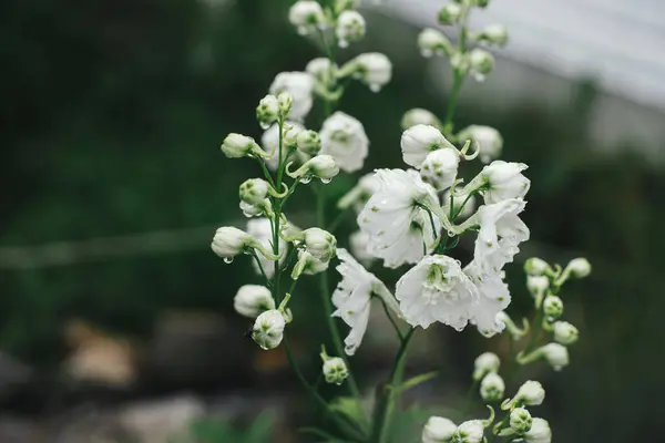 Delphinium Blomstrer Engelsk Hyttehage Nærbilde Hvite Delphinium Blomster Med Vanndråper royaltyfrie gratis stockfoto