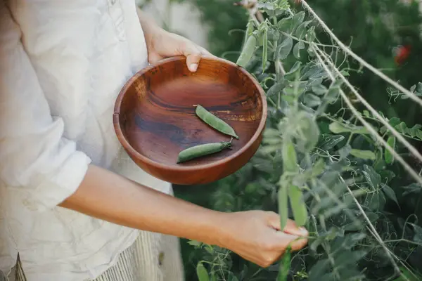 Kobieta Zbierająca Groszek Podniesionego Ogrodu Gromadzenie Warzyw Miejskim Ogrodzie Organicznym Zdjęcie Stockowe