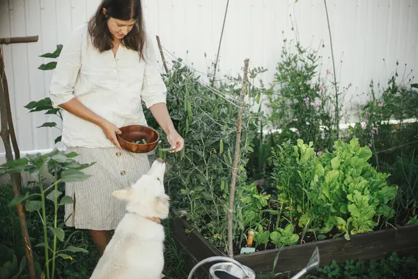 Γυναίκα Και Σκύλος Της Μαζεύουν Μπιζέλια Από Τον Κήπο Συλλογή Εικόνα Αρχείου