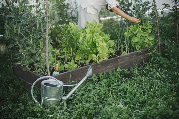 Watering Can Raised Garden Bed Salad Chard Snap Peas Homestead Stock Photo