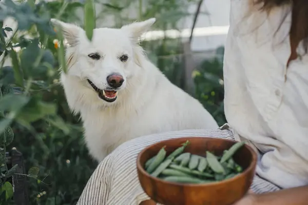 Kobieta Zbieranie Groszek Podniesionym Łóżkiem Ogrodowym Ładny Biały Pies Jej Zdjęcie Stockowe