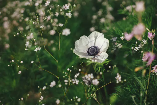 イギリスのコテージガーデンで咲く美しいアネモンとジプソフィラ ジプソフィラの花の間の白いアネモンの閉鎖 フローラル壁紙 ホームステッドライフスタイルと野生の自然庭園 ロイヤリティフリーのストック写真