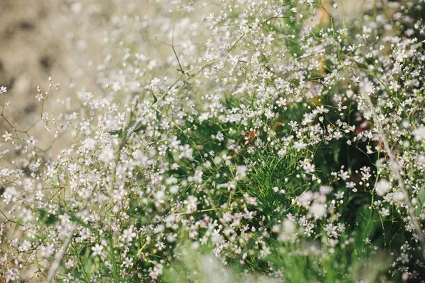 Beautiful Gypophila Blooming English Cottage Garden Закройте Дыхание Белого Ребенка Лицензионные Стоковые Изображения