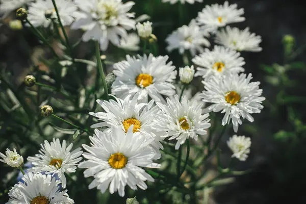 Beautiful Leucanthemum Blooming English Cottage Garden Close White Daisy Flowers Royalty Free Stock Images