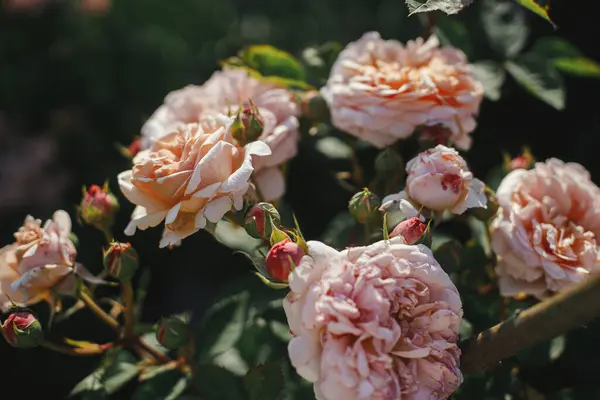 美丽的玫瑰在英国农舍花园里盛开 关闭英伦的粉红玫瑰花 植物壁纸 图库图片