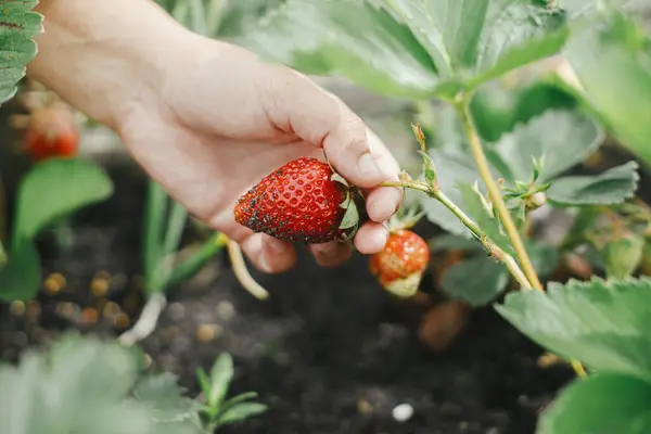 올려진 침대에서 딸기를 클로즈업 유기농 정원에서 신선한 열매를 수집합니다 Homestead 스톡 사진