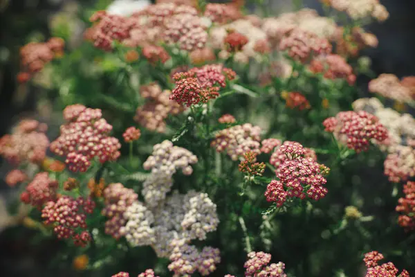 Schöne Schafgarbe Blüht Englischen Landhausgarten Nahaufnahme Von Rosa Und Roten Stockbild