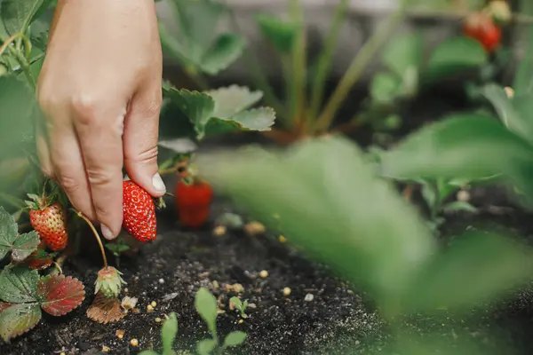 Hand Picking Organic Strawberry Raised Garden Bed Close Homestead Lifestyle Stock Photo