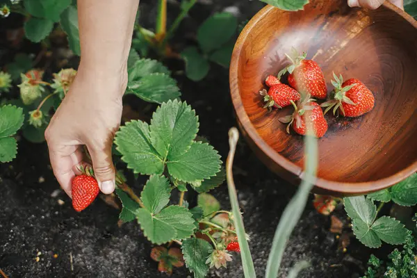 Hand Picking Organic Strawberry Raised Garden Bed Close Homestead Lifestyle Royalty Free Stock Images