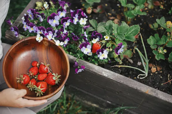 Memetik Tangan Strawberry Organik Dari Kebun Yang Ditinggikan Dekat Gaya Stok Foto