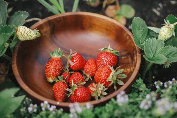 草莓放在木制碗里 放在凸起的花园床上 家庭生活方式 在城市花园采摘土生土长的有机浆果 图库图片
