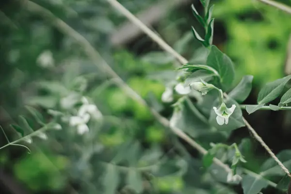 Snap Kacang Polong Memanjat Teralis Kebun Mengangkat Tempat Tidur Dekat Stok Foto