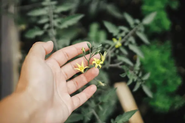 Kézzel Tartott Paradicsom Növény Virág Emelt Kerti Ágy Közeli Házi Jogdíjmentes Stock Képek