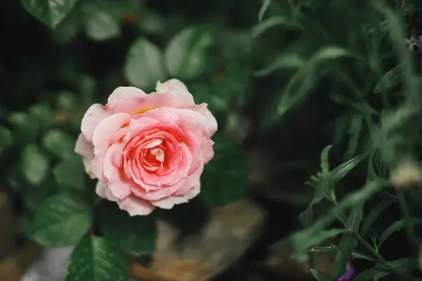 Indah Mawar Mekar Inggris Kebun Pondok Tutup Bunga Mawar Merah — Stok Foto