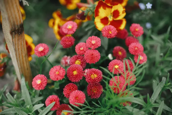 Indah Bunga Aster Mekar Inggris Kebun Pondok Dekat Bunga Marguerite — Stok Foto