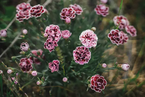 Indah Anyelir Inggris Kebun Pondok Tutup Bunga Anyelir Merah Muda — Stok Foto