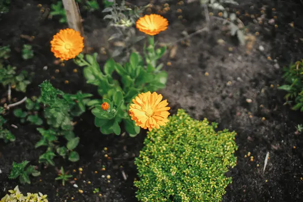 Beautiful Calendula Blooming English Cottage Garden Close Orange Marigold Flower Royalty Free Stock Images